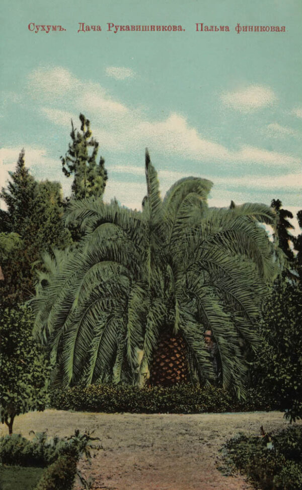 00911_Sukhumi_Rukavishnikov_country_house_Date_palm