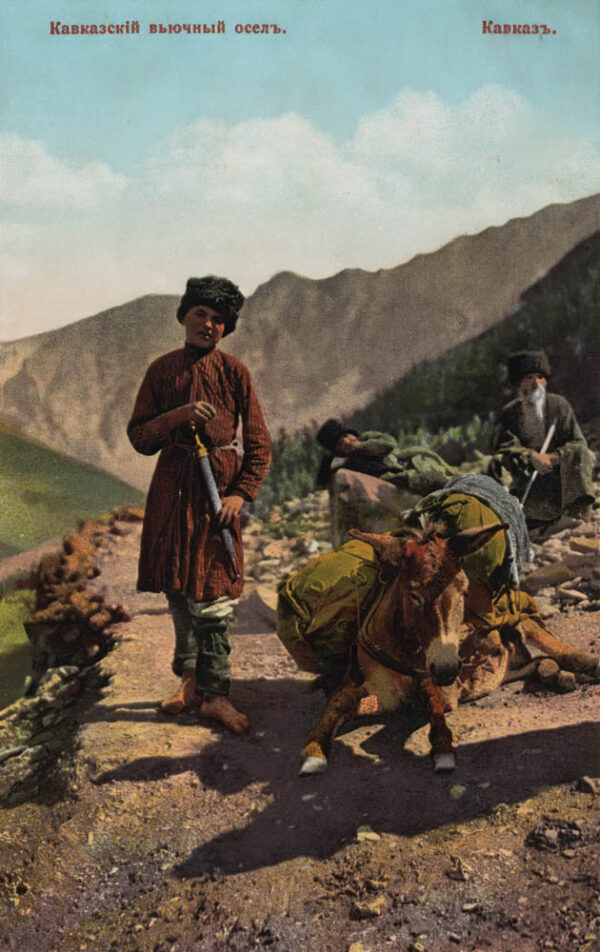 02255_Caucasus_Caucasian_pack_donkey
