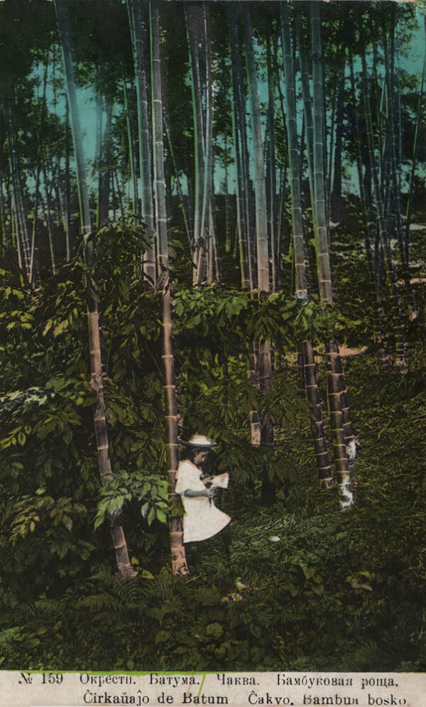 02895_Batumi_surroundings_Chakva_Bamboo_grove