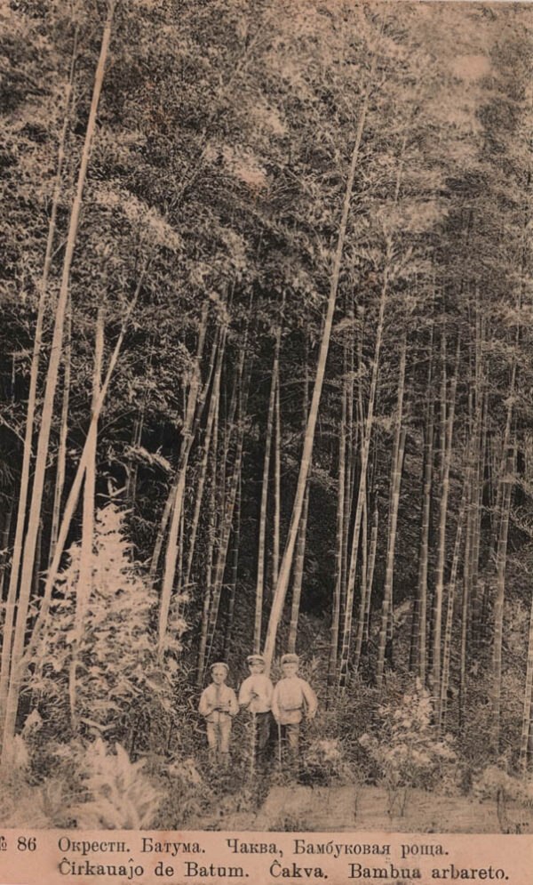 02896_Batumi_surroundings_Chakva_Bamboo_grove