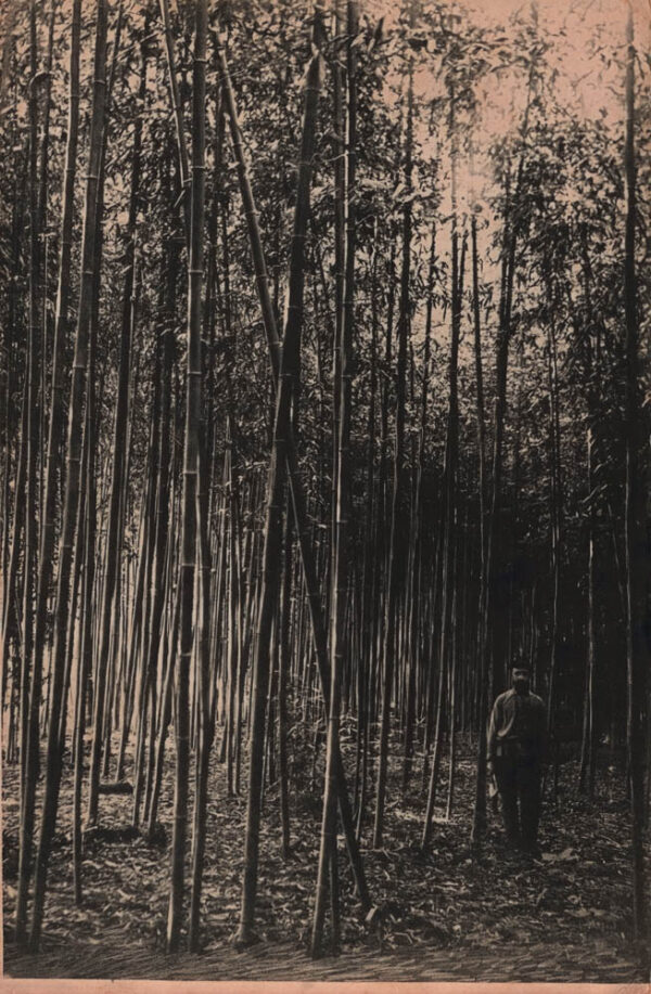 03038_Medake_bamboo_plantation