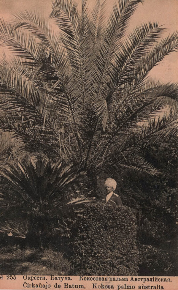 03070_Batumi_surroundings_Austalian_coconut_tree