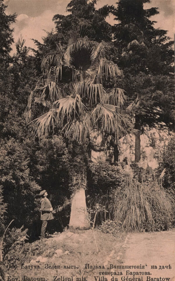 03736_Batumi_surroundings_Green_cape_Palm_Washingtonia_at_general_Baratov_country_house