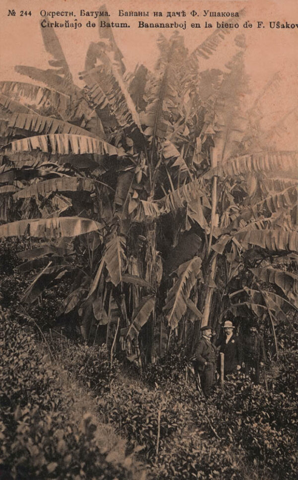 03863_Batumi_surroundings_Bananas_at_Ushakov_country_house