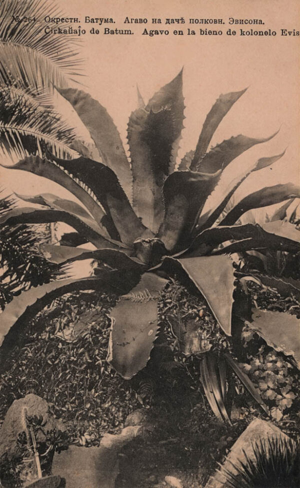 03921_Batumi_surroundings_Agave_at_Colonel_Evison_country_house