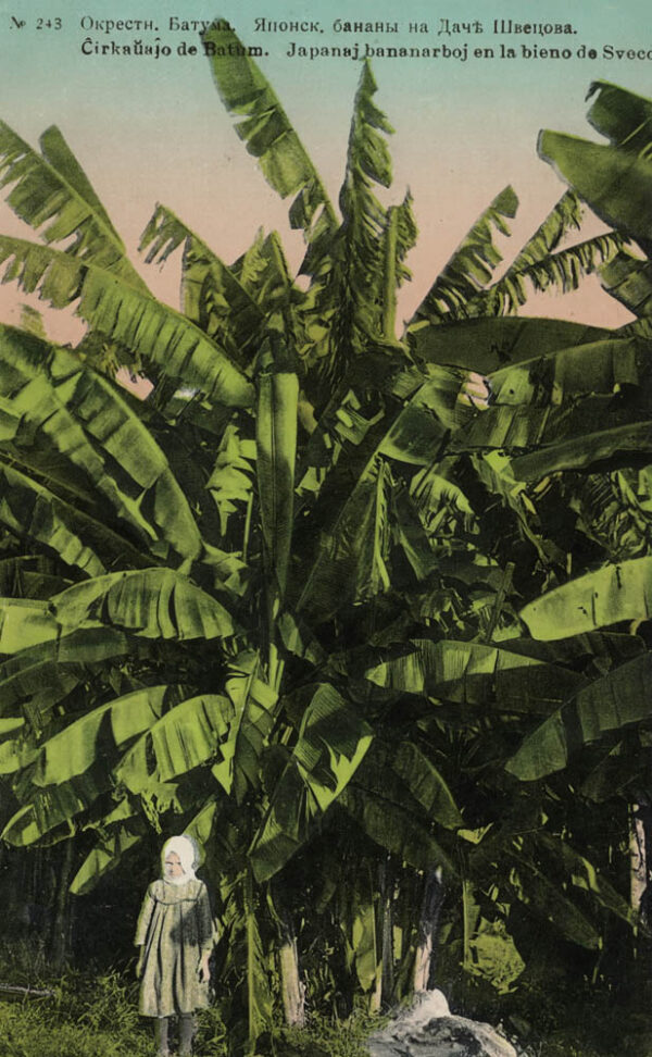 03949_Batumi_surroundings_Japanese_bananas_at_Shvetsov_country_house