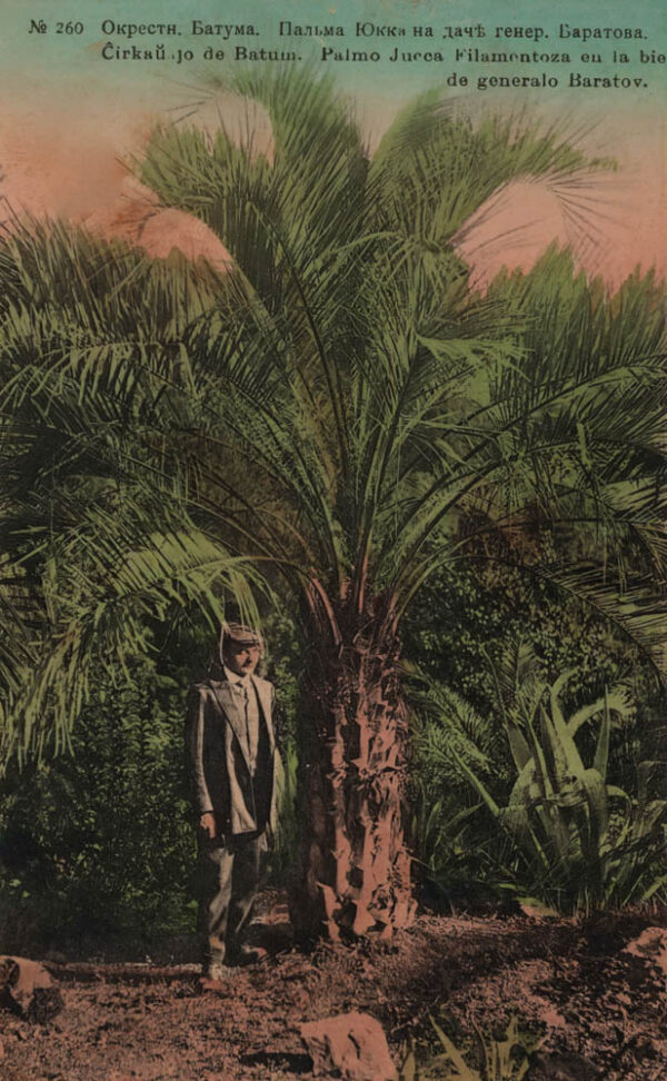 03955_Batumi_surroundings_Yukka_palm_at_General_Baratov_country_house